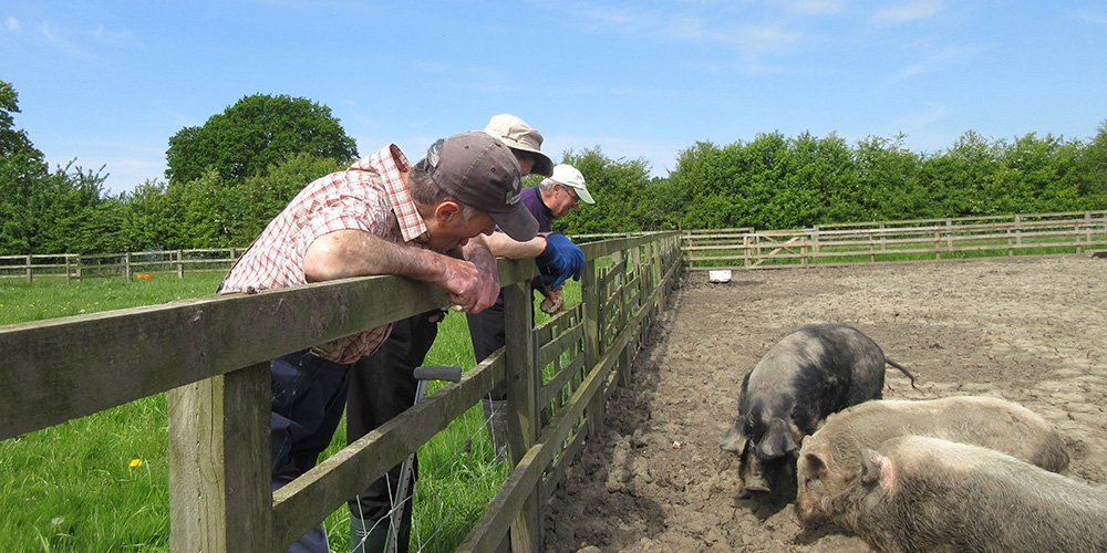 John and others feeding and talking about the pigs